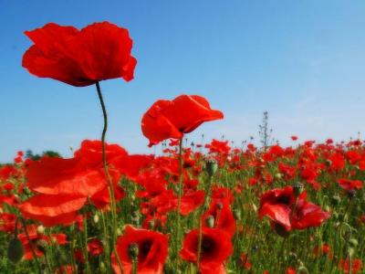 Remembrance Events and Services 2023 (11-12th November)