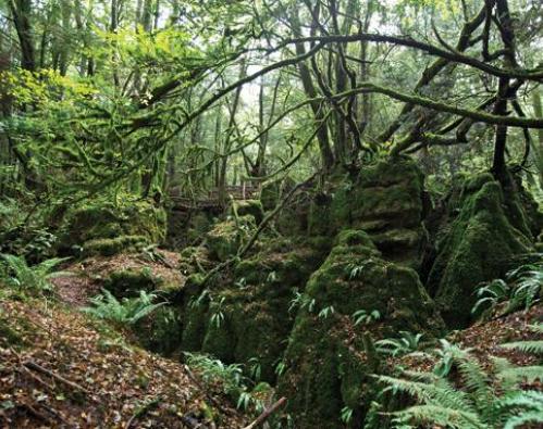 Puzzlewood