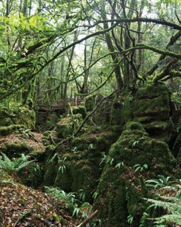 accommodation puzzlewood