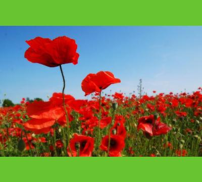Remembrance Events and Services 2022 (11-13th November)