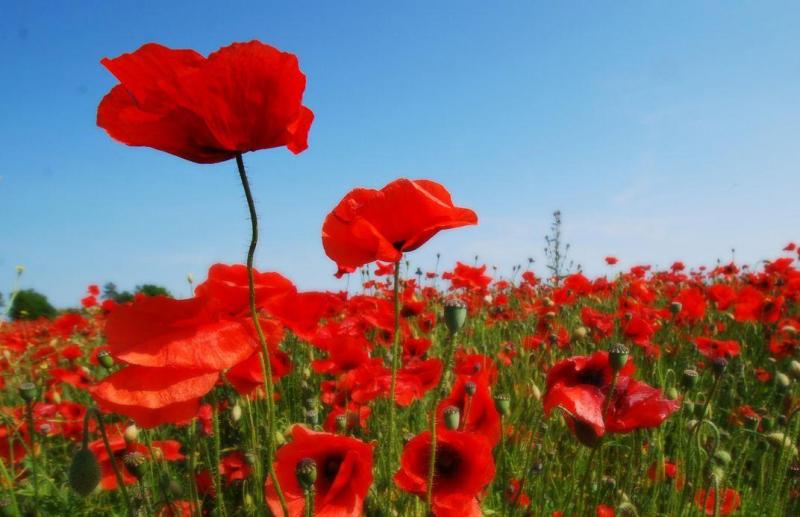 Remembrance Events and Services 2024 (10-11th November) » Coleford Town